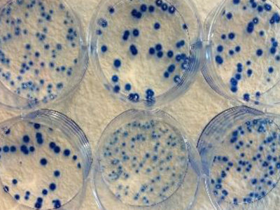 ISO10993 세포독성 시험법